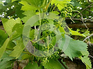 Grapes vine with grapes fruit on it