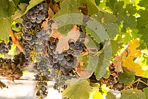 Grapes in the Vine