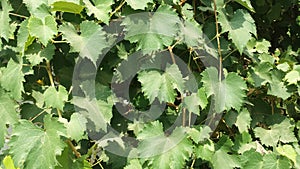 Grapes vine with green leaves on it.