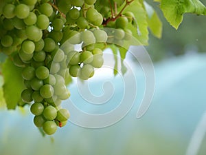 Grapes on Vine Landscape