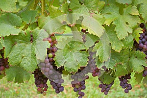 Grapes on the Vine photo