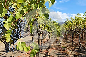 Grapes on the vine in the Napa Valley of California