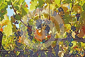 Grapes on the vine in the Napa Valley of California