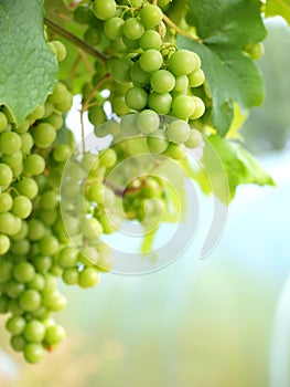 Grapes on Vine Portrait