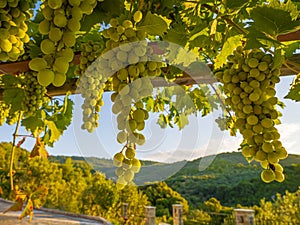 Grapes vine shadows in july sunny day in front of the sea