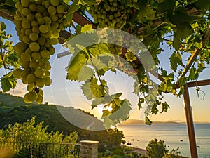 Grapes vine shadows in july sunny day in front of the sea