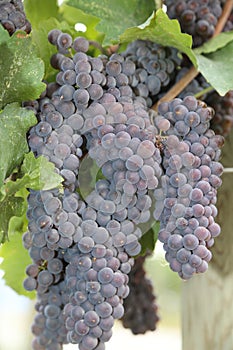 Grapes on vine- travel to European wine country!