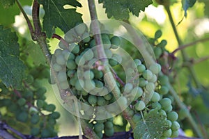 Grapes on vine- travel to European wine country!