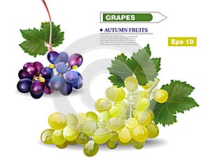 Grapes vine Vector realistic template. Autumn harvest fruits