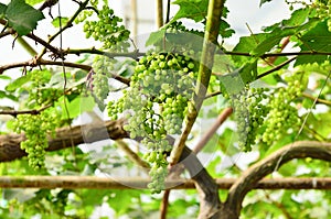 Grapes on the vine in vineyard
