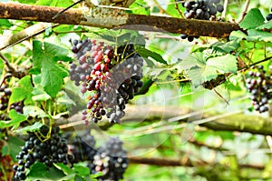 Grapes on the vine in vineyard