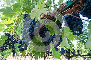 Grapes on the vine in a vineyard near a winery