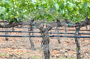 Grapes Vines