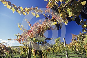 Grapes on vines in vineyard Yarra Valley Victoria Australia