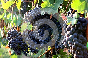 Grapes in the vineyard