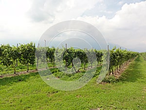 Grapes in a Vineyard