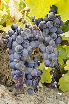 The grapes vineyard