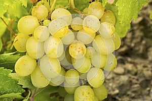 The grapes vineyard