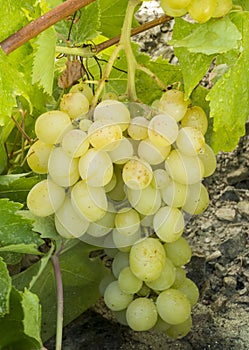 The grapes vineyard