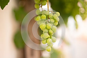 Grapes in the vineyard