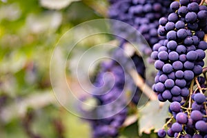 Grapes in the vineyard