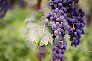 Grapes in the vineyard