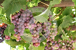 Grapes in Vineyard