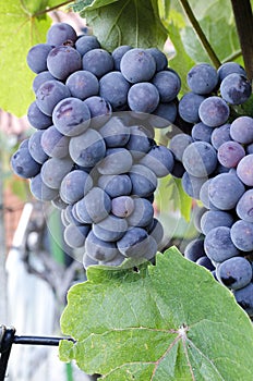 Grapes in vineyard