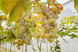 Grapes in vineyard