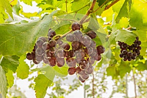 Grapes in vineyard