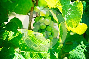 Grapes In Vineyard