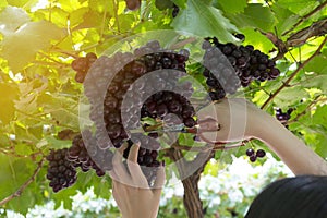 Grapes in vineyard