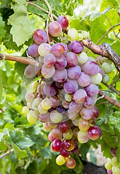 The grapes vineyard, agriculture (Turkey Izmir vineyards