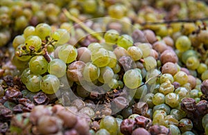 Grapes, Vineyard in autumn