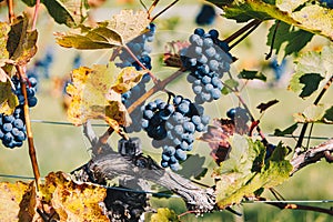 Grapes in the vineyard during autumn harvest time