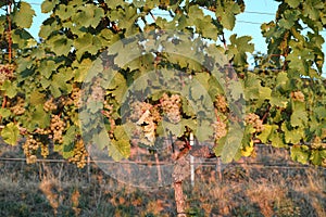 Grapes / vineyard background