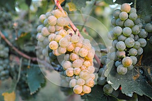 Grapes / vineyard background