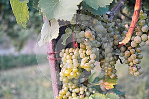 Grapes / vineyard background