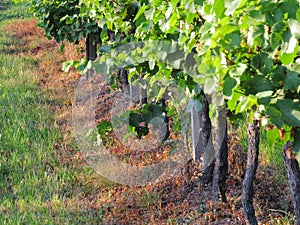 Grapes / vineyard background