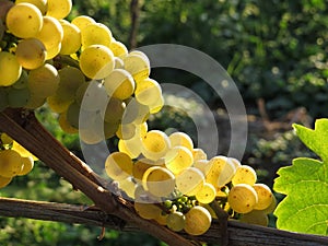 Grapes / vineyard background