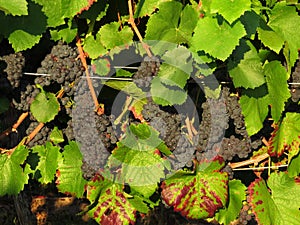 Grapes / vineyard background