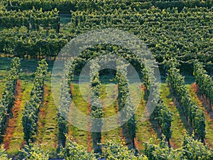 Grapes / vineyard background