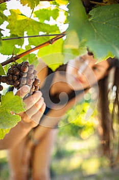 Grapes in a vineyard being checked by a female vintner