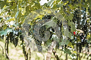 Grapes vineyard from Bento GonÃ§alves Brazil