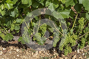 Grapes in Vineyard in Burgundy