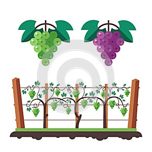 Grapes and vineyard illustration