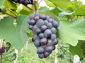 Grapes in vineyard in late summer