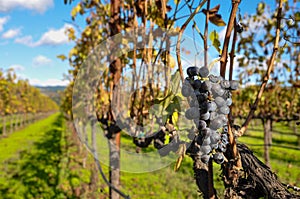 Grapes in a vineyard, Napa Valley, California, USA