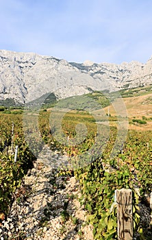 Grapes in a vineyard near Baska Voda and Brela