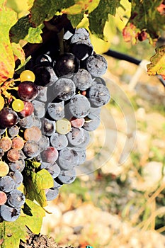 Grapes in a vineyard near Baska Voda and Brela